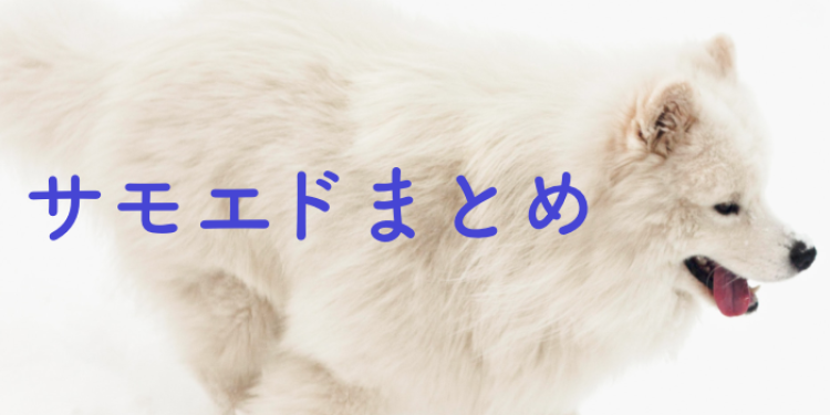 サモエドスマイル！